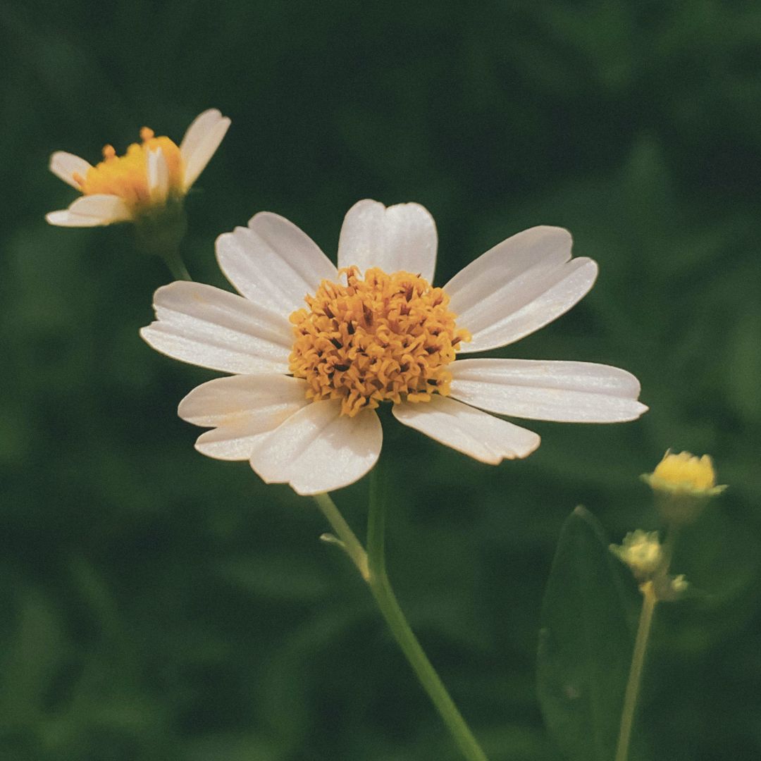 Lugnande och antiinflammatorisk, perfekt för känslig hud.