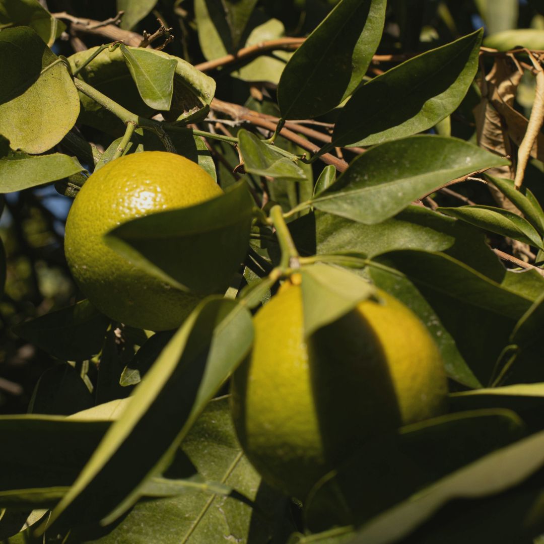 Petitgrain (Pomerans): Renande och uppfriskande för huden.