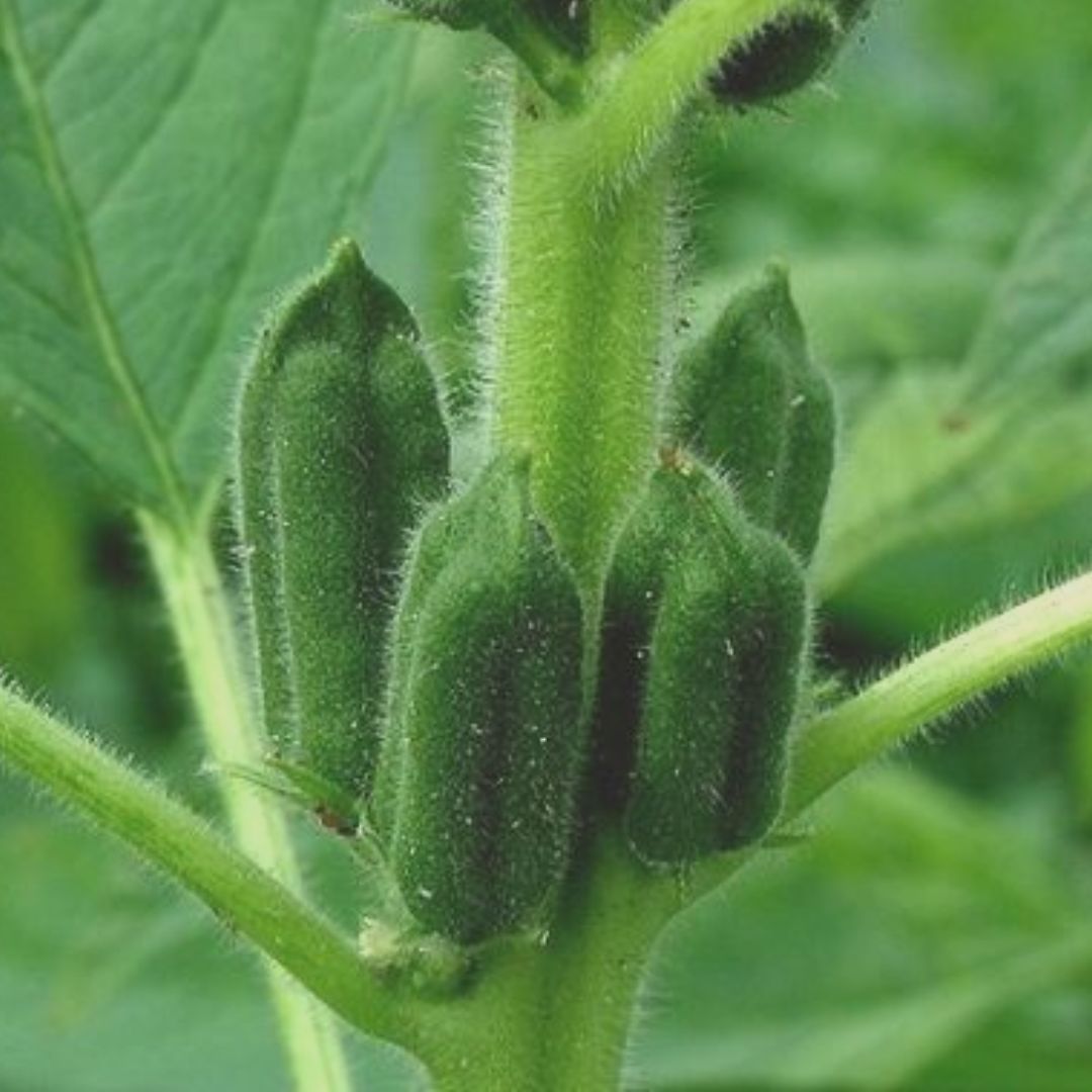 Sesamfrö sesam växt meditation