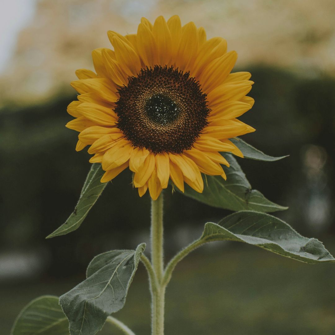 Solrosolja i baby olja