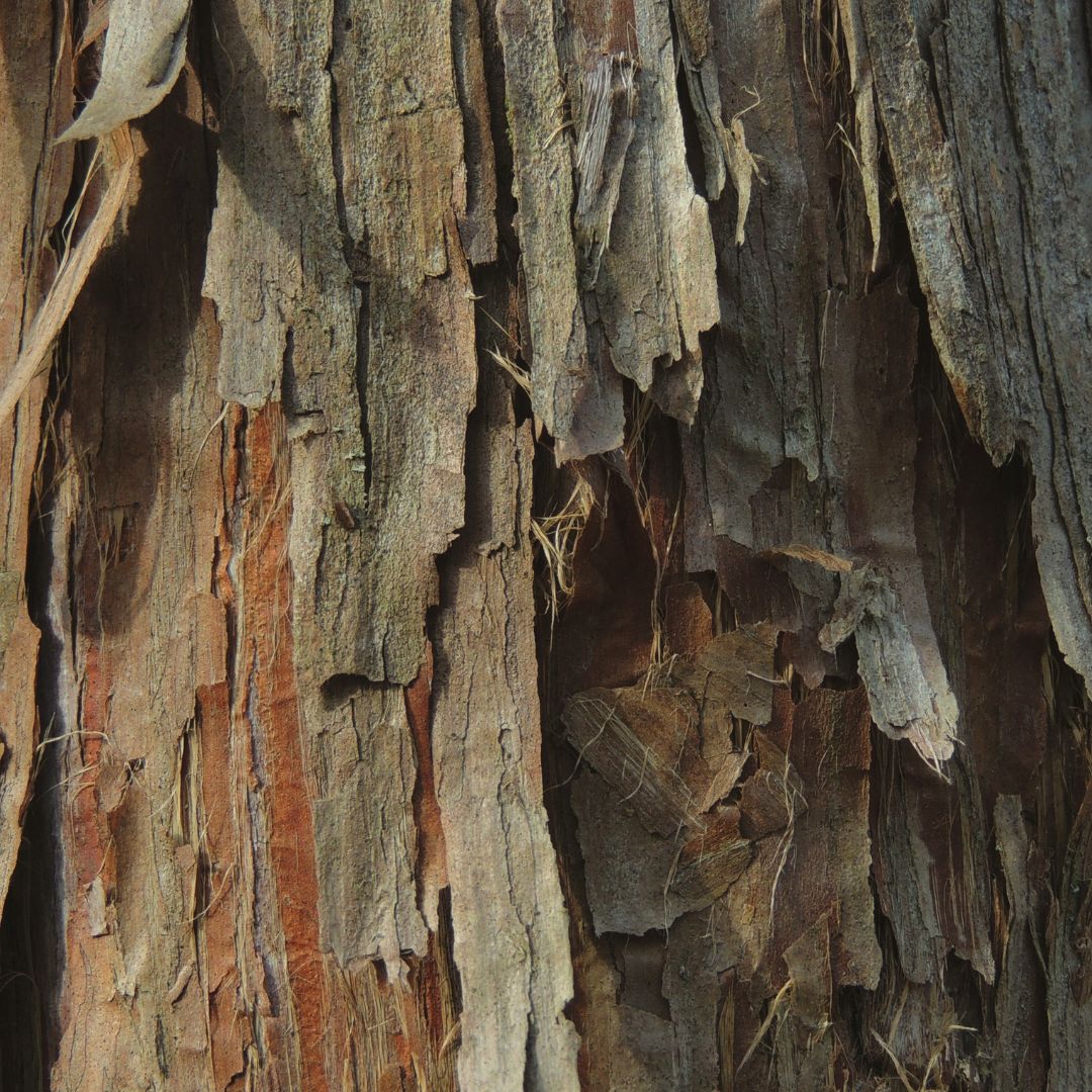 Närbild på cederträ som symboliserar naturlig aromaterapi och eteriska oljor från Me Anima