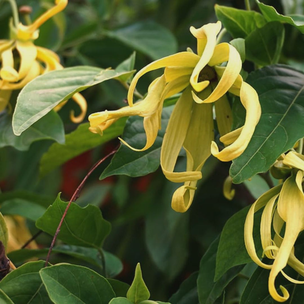 Ylang Ylang läkande egenskaper oavsett hudtyp bra mot akne