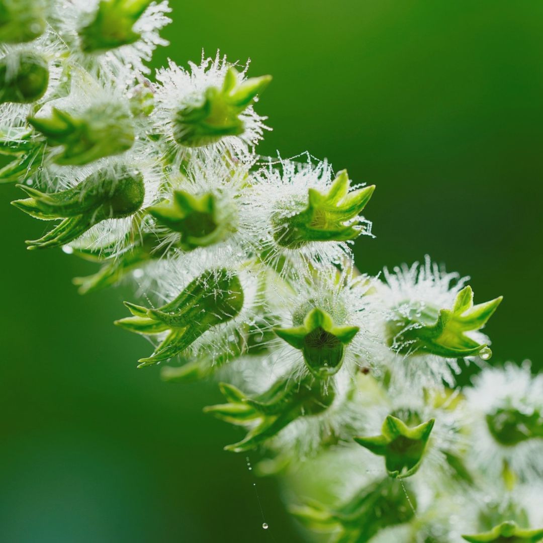 Närbild på sesamväxt – källa till sesamolja som används i Me Animas naturliga hudvårdsprodukter för att mjukgöra och skydda huden.